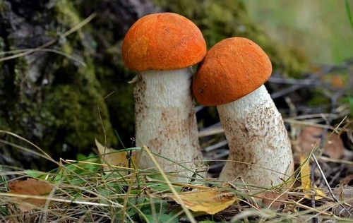 8 видов грибов, наиболее подходящих для заготовок на зиму