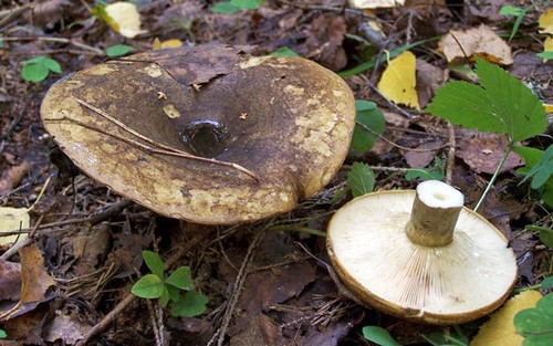 8 видов грибов, наиболее подходящих для заготовок на зиму
