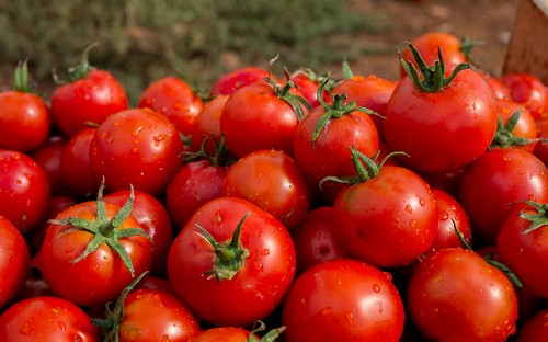 Богатый урожай помидоров, 8 советов по заготовке на зиму