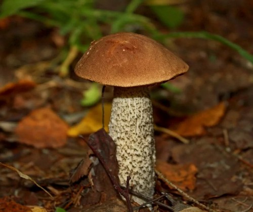 5 видов самых полезных грибов для организма
