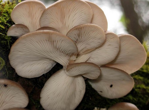 5 видов самых полезных грибов для организма