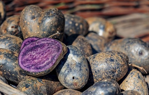 13 фактов о картофеле, которых вы могли не знать