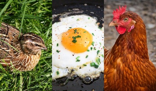 Перепелиные яйца против куриных – преимущества и недостатки