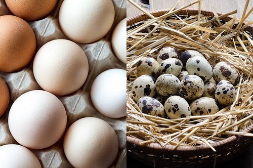 Перепелиные яйца против куриных – преимущества и недостатки