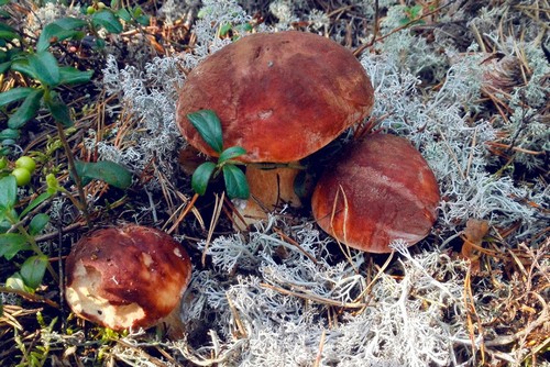 Стоит ли покупать грибы на улице – 7 советов