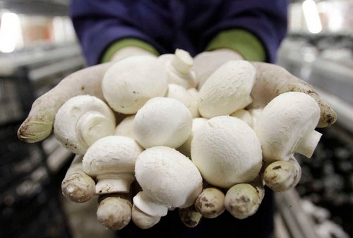 Стоит ли покупать грибы на улице – 7 советов