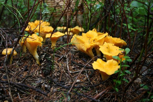 Какие грибы можно собирать в августе