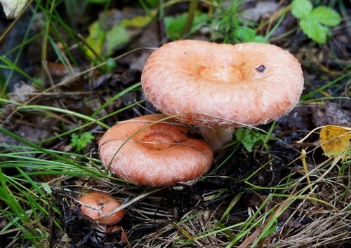 Какие грибы можно собирать в августе