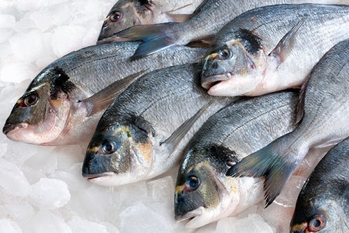 Как проверить качество рыбы в магазине – 5 советов